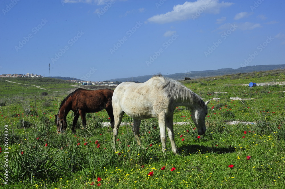 Horses eating grass on the green field Horses eating grass on the green field