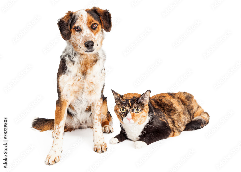 Merle Dog and Calico Cat