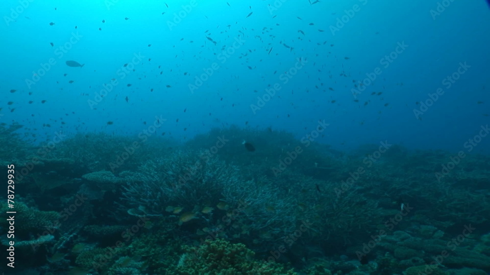 Beautiful coral reef and school of fish