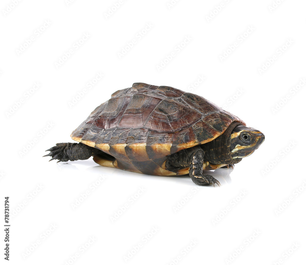 Fototapeta premium turtle on white background