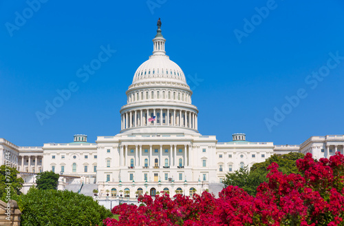 Capitol building Washington DC pink flowers USA
