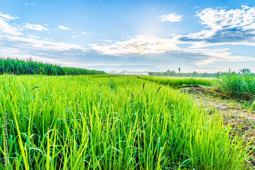 Obraz premium Rice field