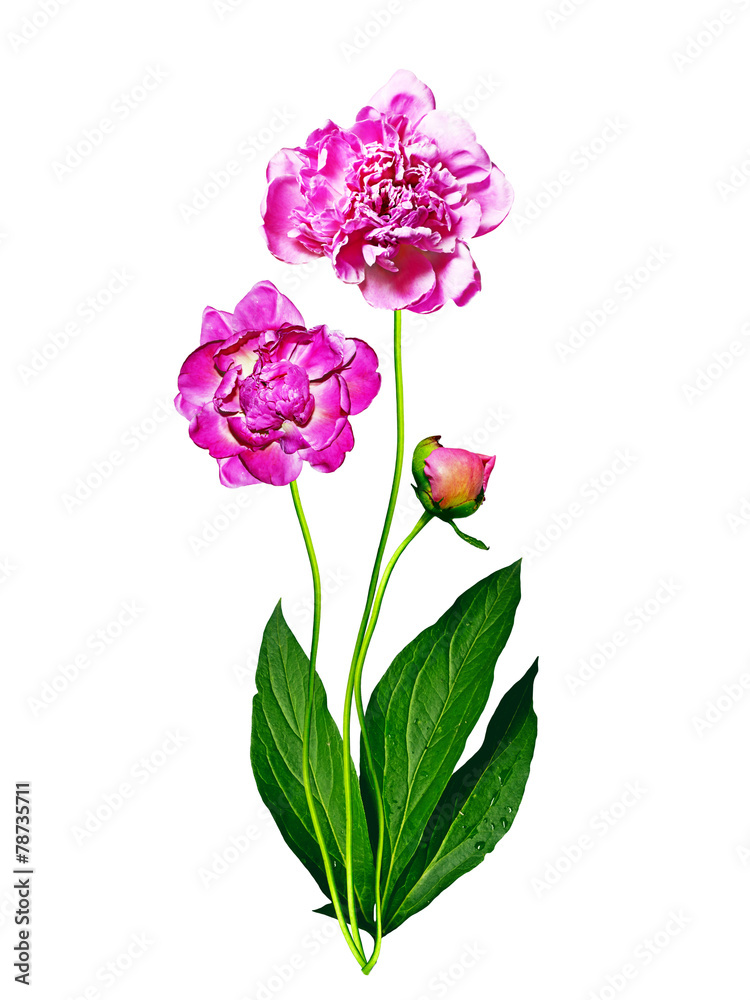 peony flowers isolated on white background peony flowers isolated on white background
