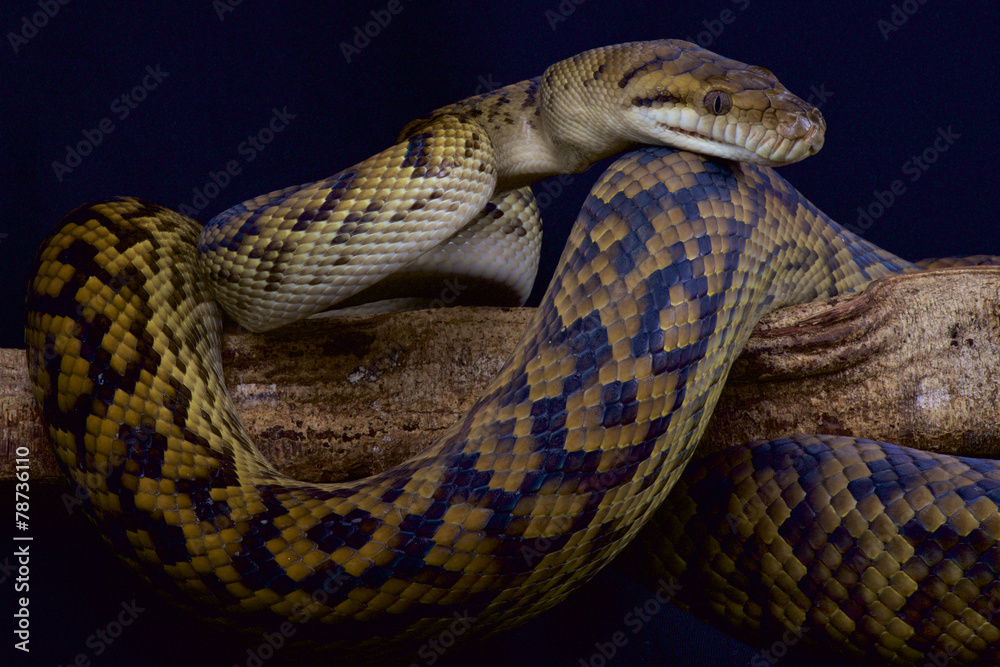 Obraz premium Kinghorn's python (Morelia kinghorni)