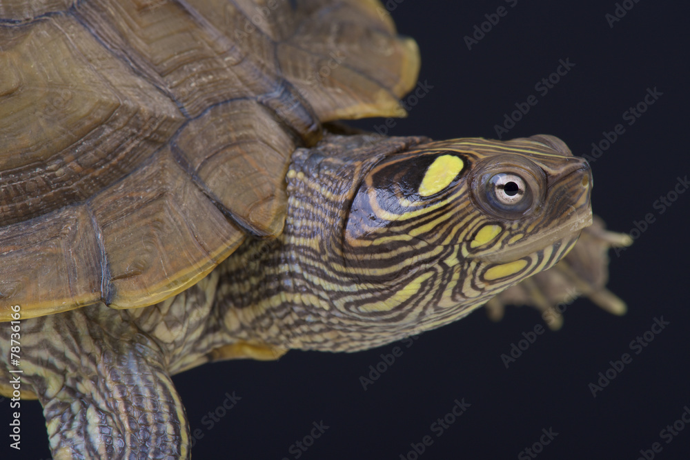 Map turtle (Graptemys ouachitensis) Map turtle (Graptemys ouachitensis)