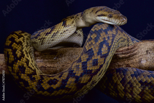 Kinghorn's python (Morelia kinghorni) photo