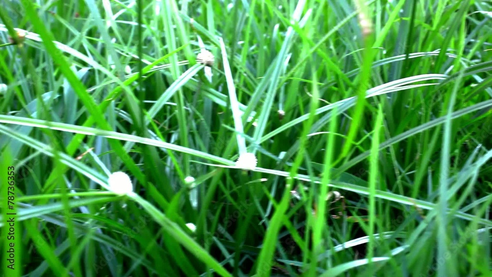 Grass under sunshine. Shift macro video Grass under sunshine. Shift macro video
