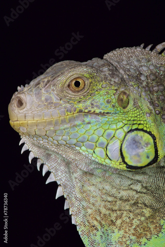 Green iguana (Iguana iguana rhinolopha)