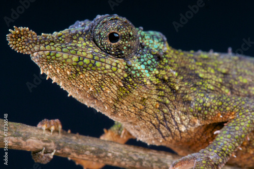 Prickly dwarf chameleon  Rhampholeon spinosus 