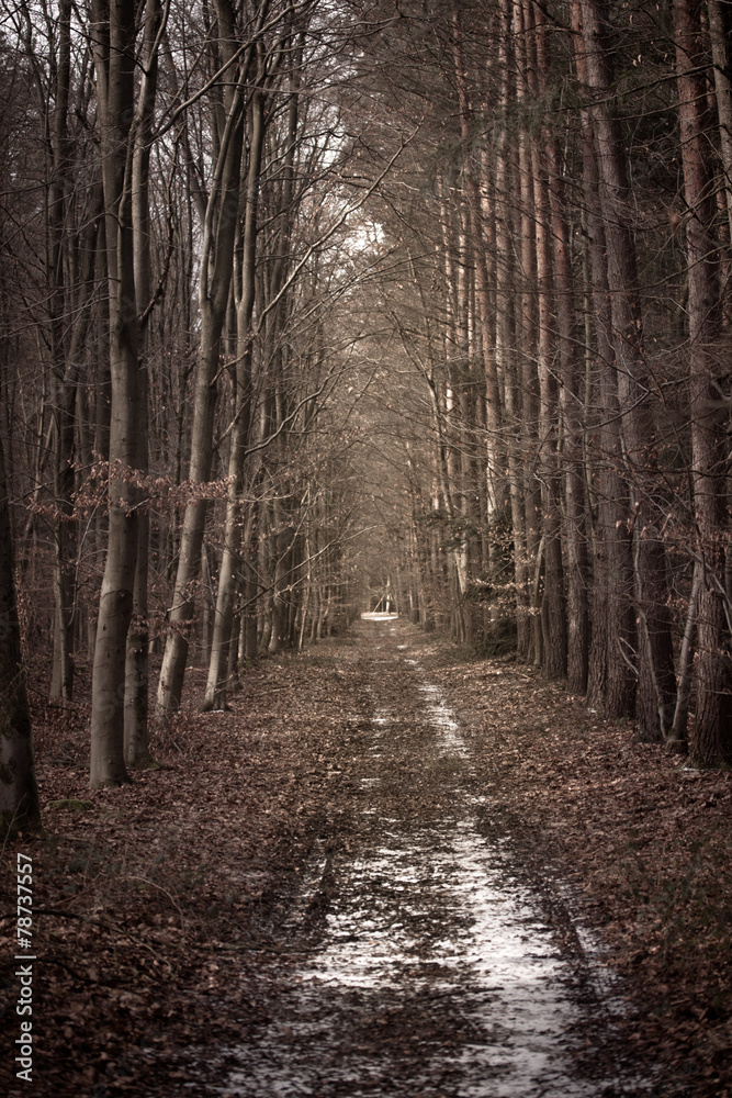 Fototapeta premium Waldweg