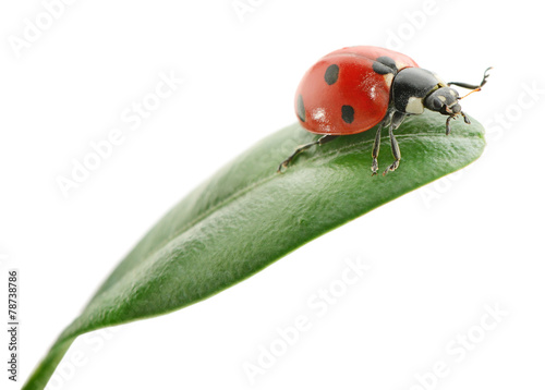 ladybird on green leaf on white