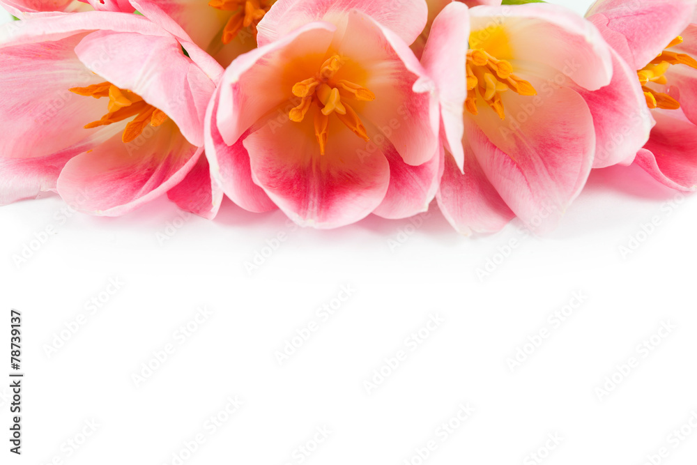 Fototapeta premium tulips