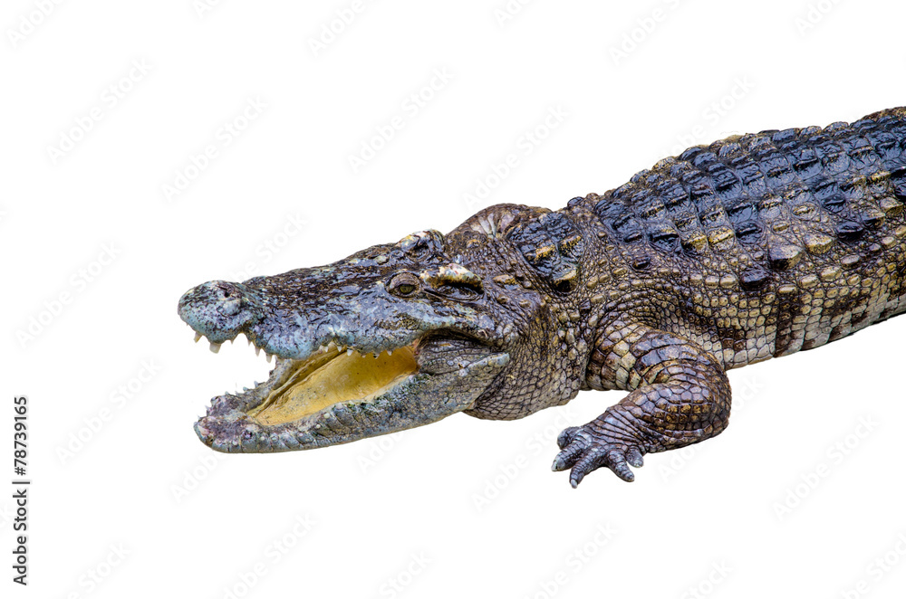 Obraz premium crocodile on white background.