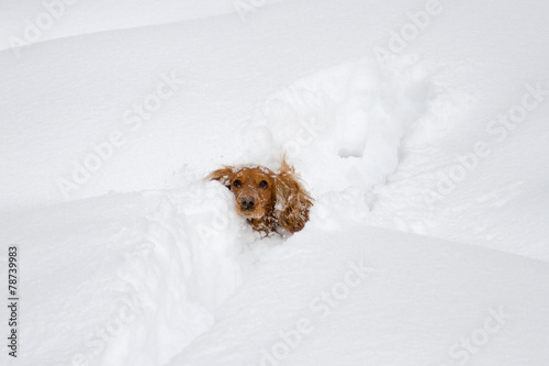 Spaniel in the snow