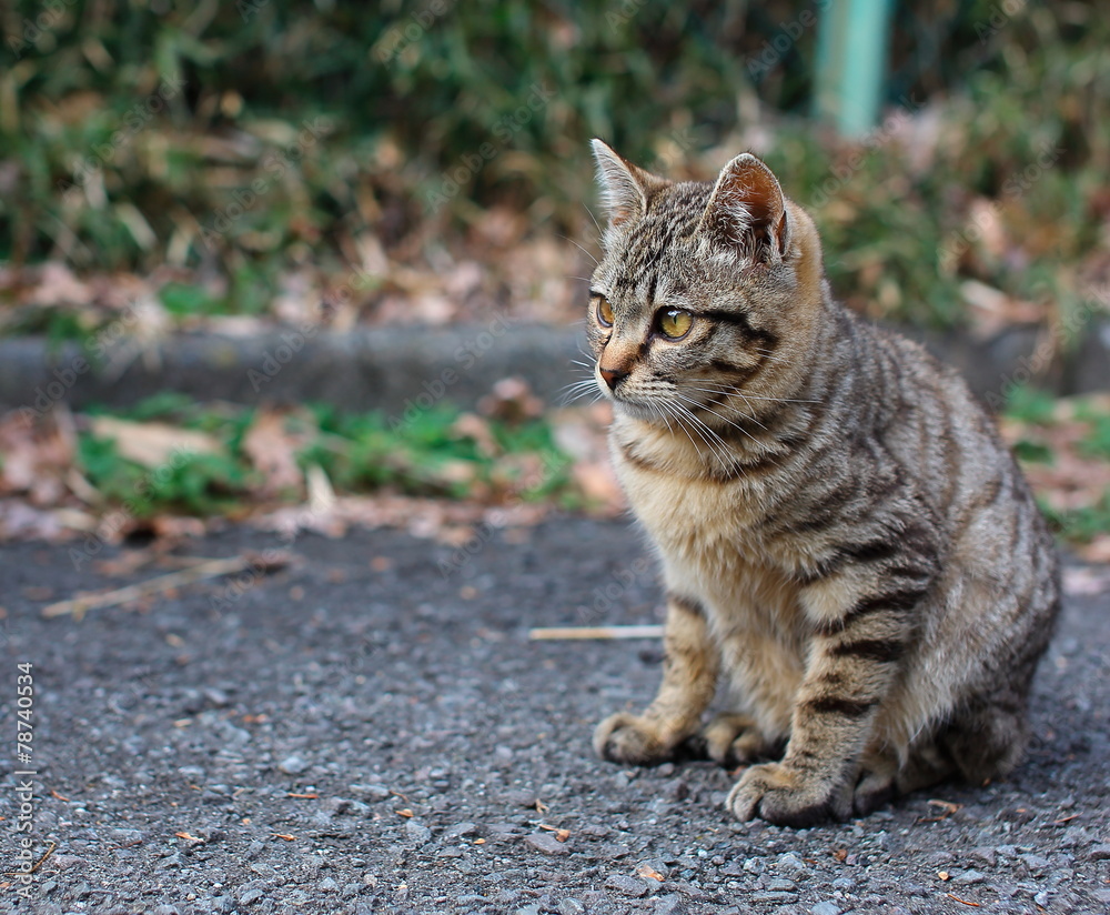 Obraz premium cat