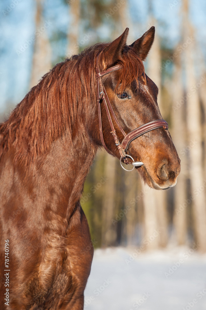 Portrait of beautiful red horse Portrait of beautiful red horse