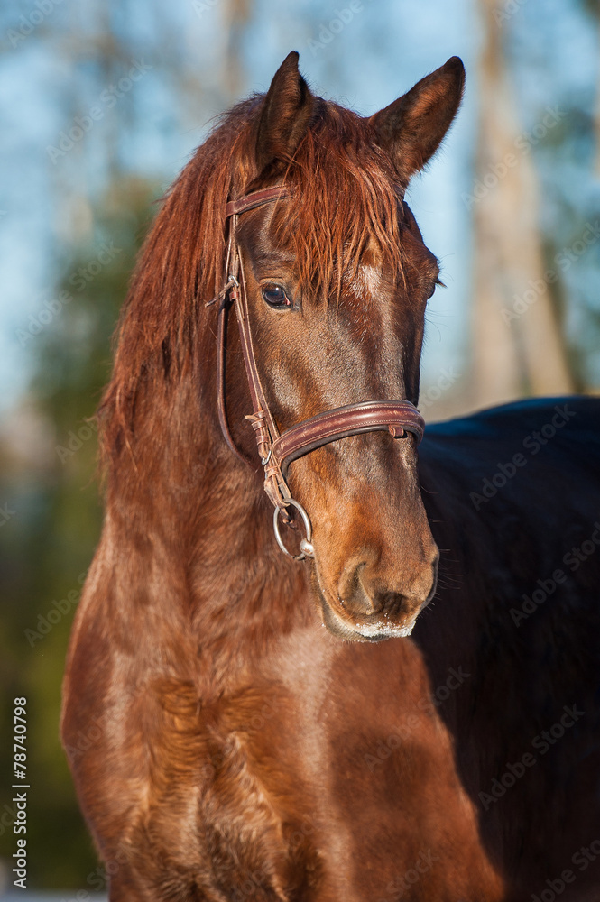 Portrait of beautiful red horse with bridle Portrait of beautiful red horse with bridle