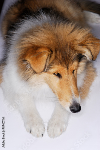 animal, canine, collie, natur, sheepdog, white © jurewicz