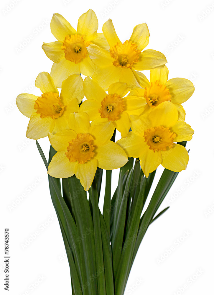 Yellow narcissus on white Yellow narcissus on white