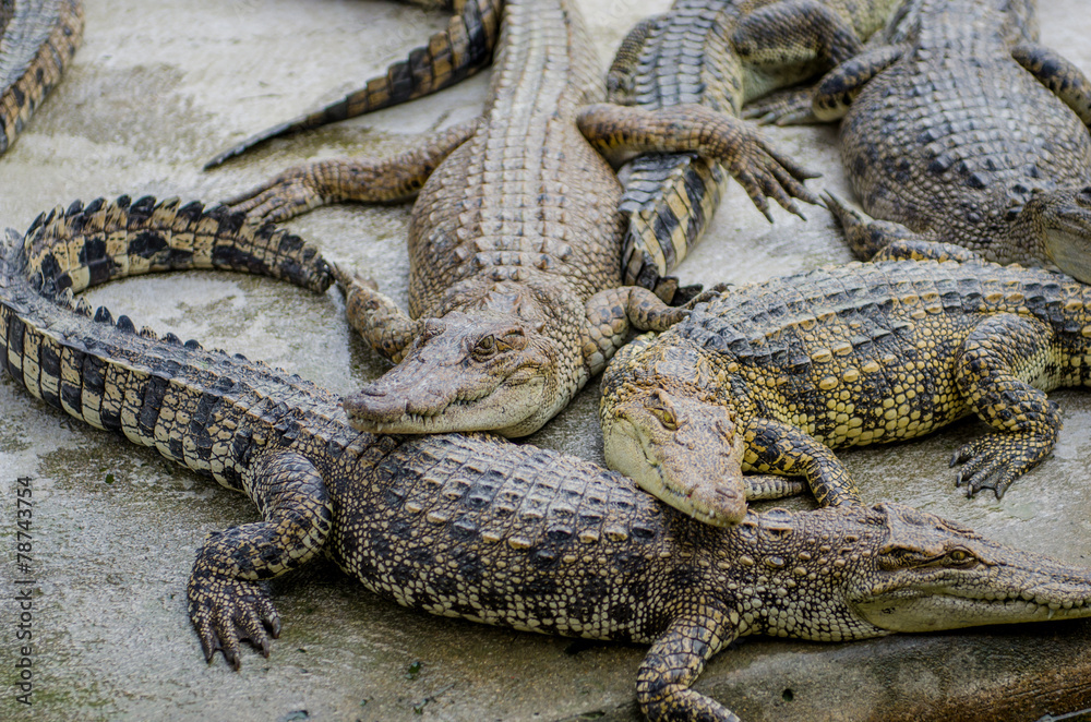 Fototapeta premium Crocodile are sleeping.