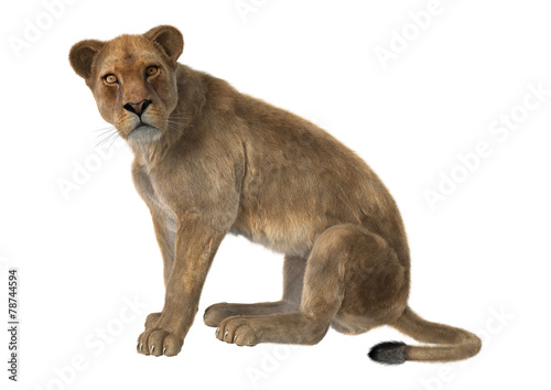 Fototapeta Naklejka Na Ścianę i Meble -  Lioness