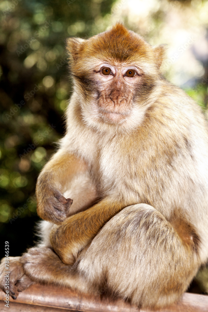 Monkey in the wild in Morocco