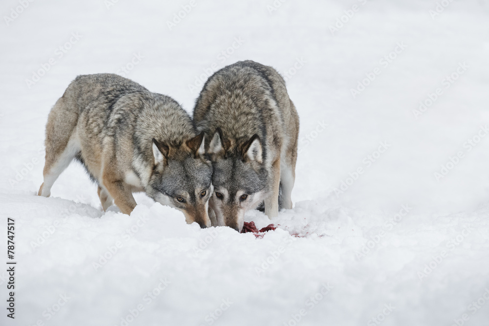 Fototapeta premium Wolves