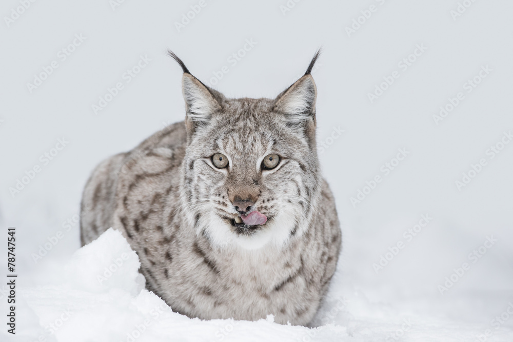 Lynx Wild Cat