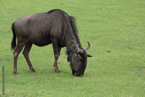 gnu
