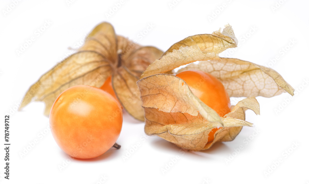 physalis physalis