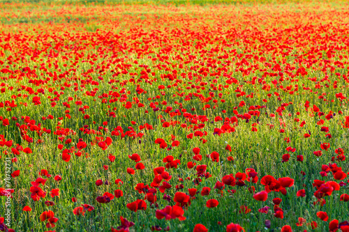 Poppies field at sunset