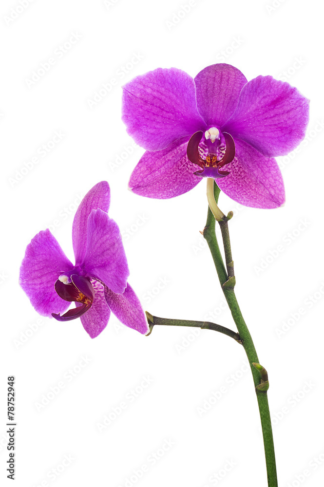 Blooming twig of lilac orchid isolated on white background. Blooming twig of lilac orchid isolated on white background.