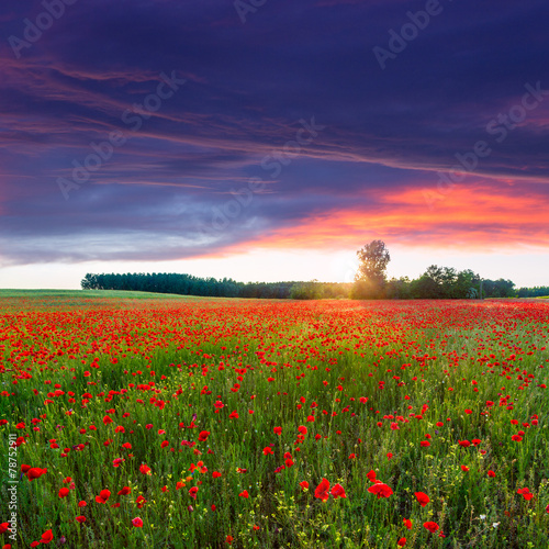 Poppies field at sunset