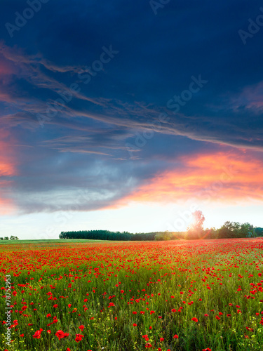 Poppies field at sunset