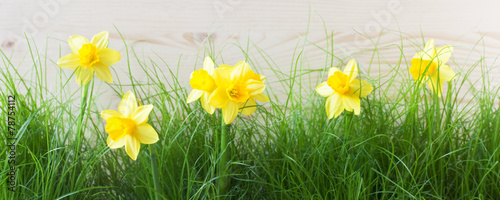Daffodils in the Grass