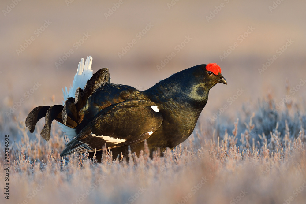 Black grouse at lek Black grouse at lek