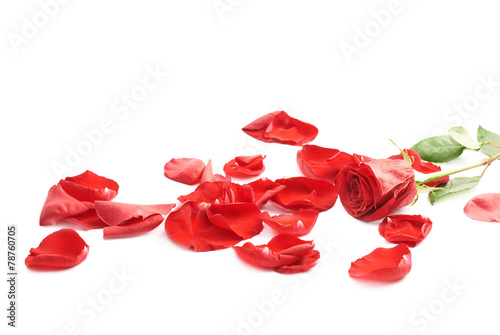 Fototapeta Naklejka Na Ścianę i Meble -  Red rose composition