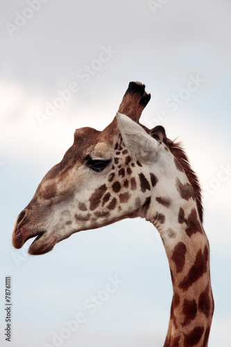 Masai or Kilimanjaro Giraffe