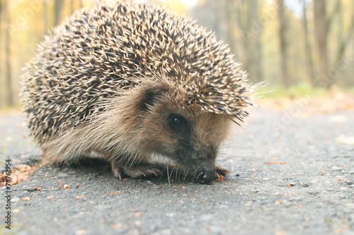 hedgehog close-up portrait