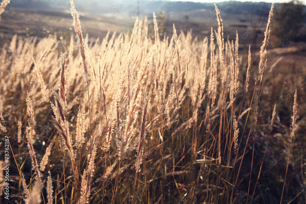 Fototapeta premium Autumn dry grass background texture