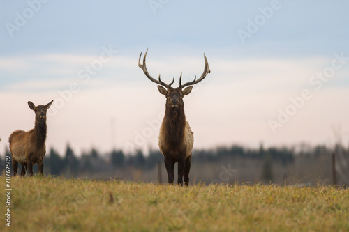 deer in wild scenery