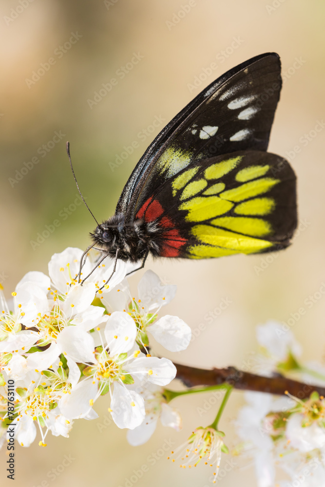 butterfly on the plum