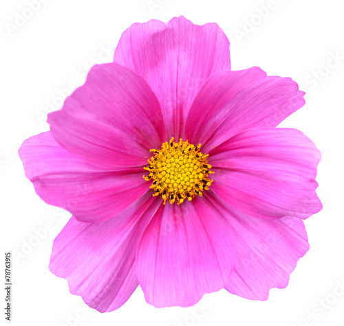  pink Cosmos