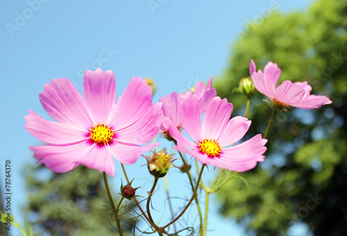 Cosmos flowers