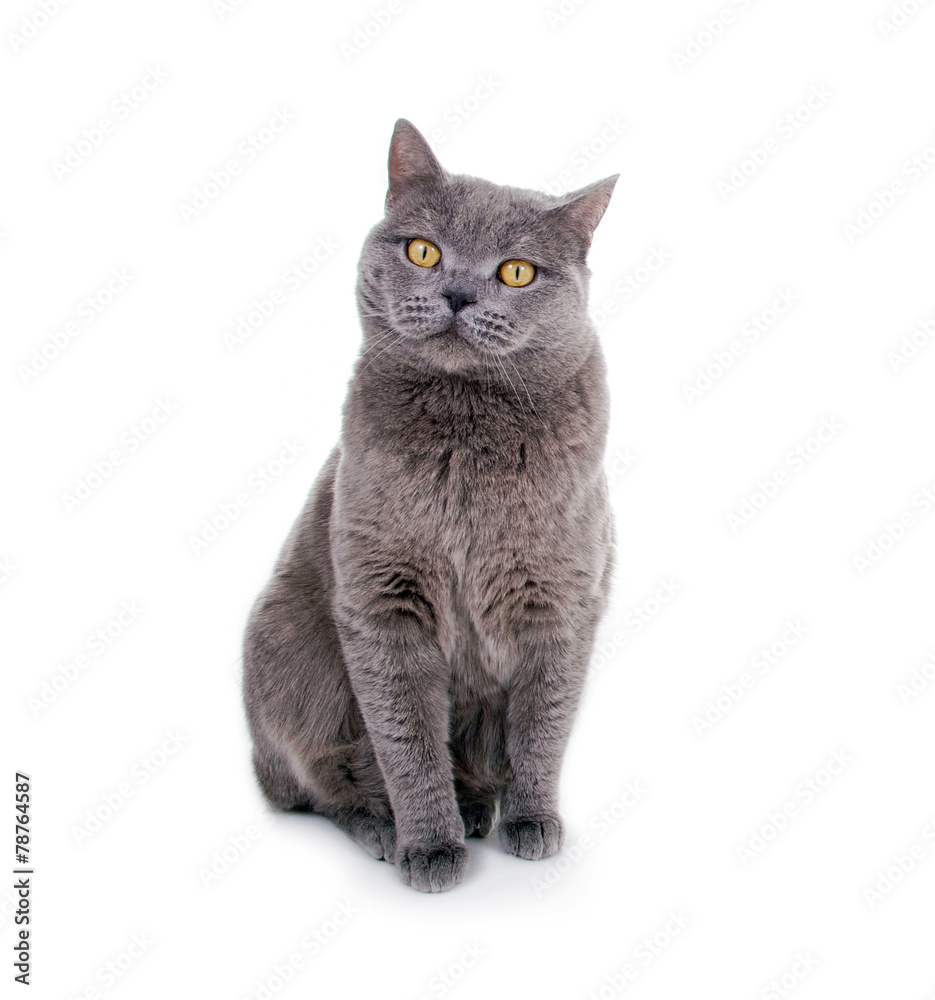 Obraz premium British Kurzhaar Katze