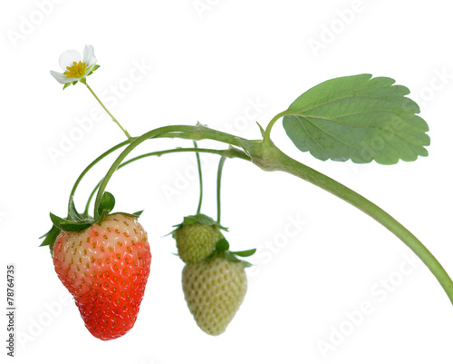 young strawberry