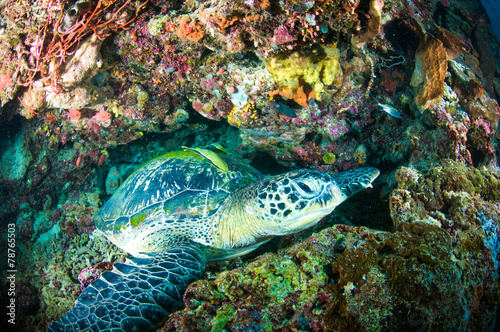 sea turtle coral bunaken indonesia mydas chelonia underwater