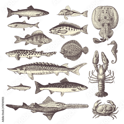 fish and seafood - collection of design elements