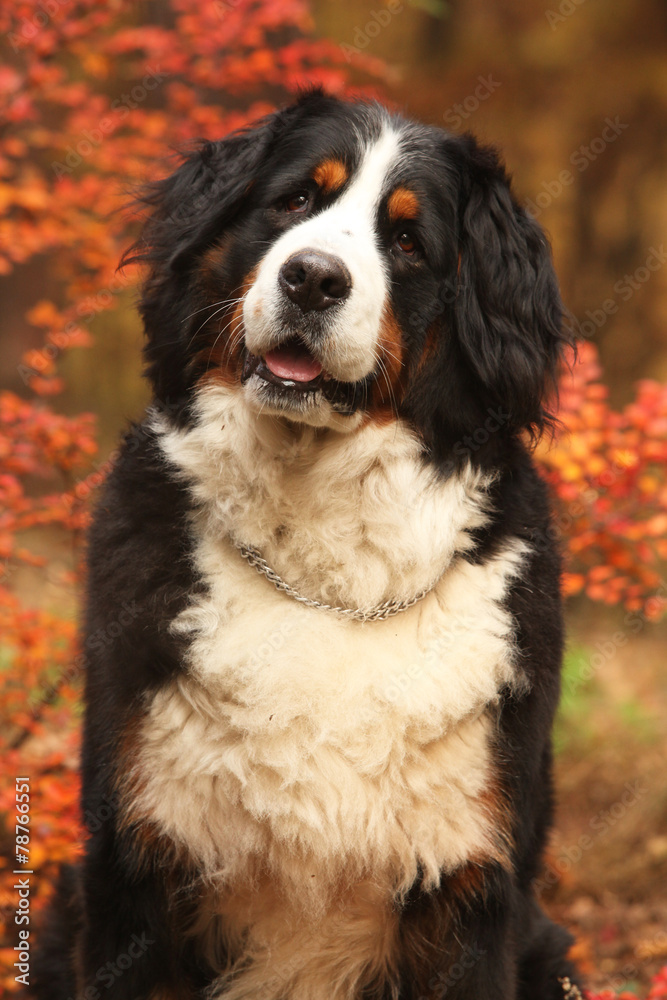 Beautiful bernese mountain dog sitting in autumn forest