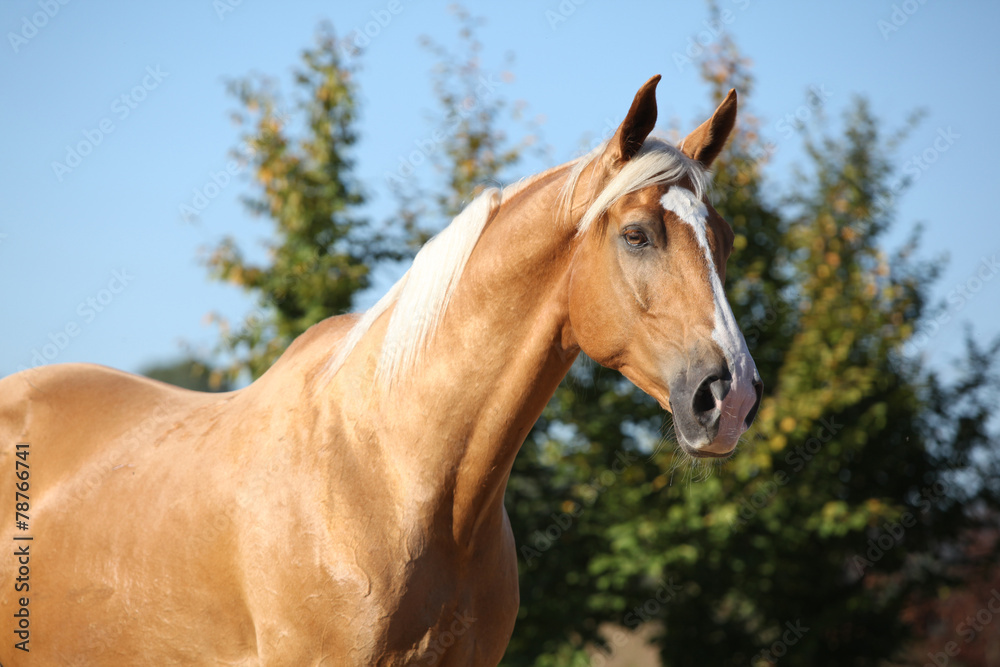 Amazing palomino horse with blond hair